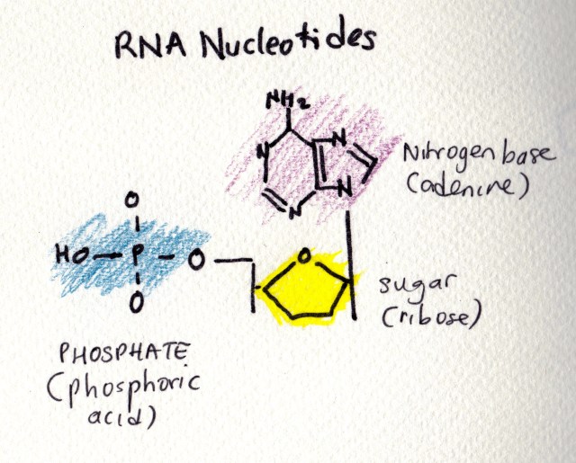 RNA.jpg