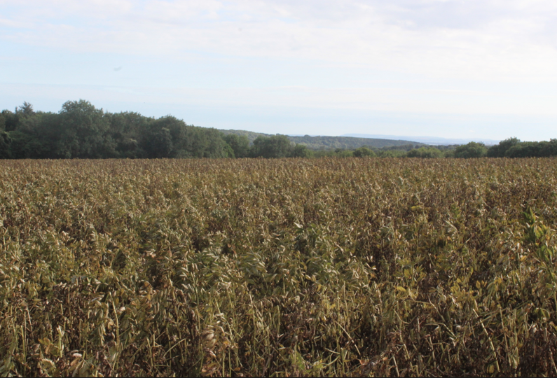 Screen Shot 2018-07-18 at 19.10.22