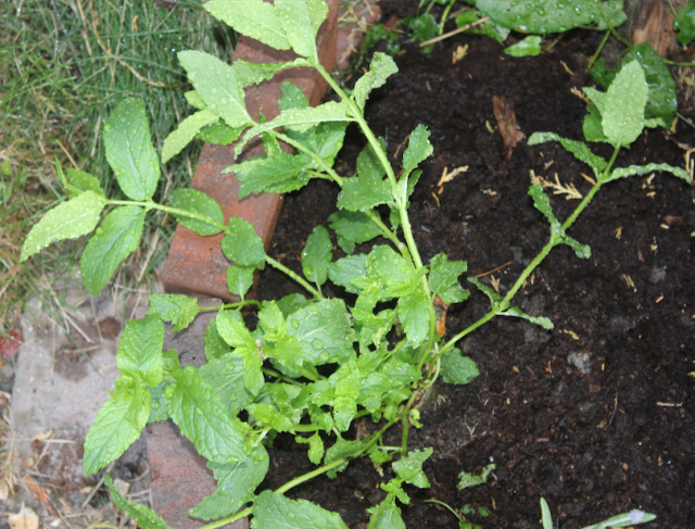 Screen Shot 2018-07-23 at 22.55.50